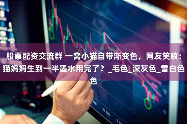 股票配资交流群 一窝小猫自带渐变色，网友笑喷：猫妈妈生到一半墨水用完了？_毛色_深灰色_雪白色